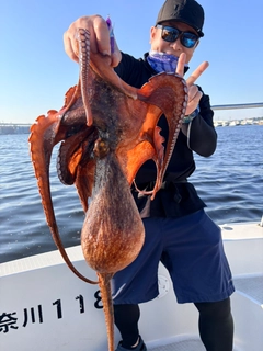 マダコの釣果