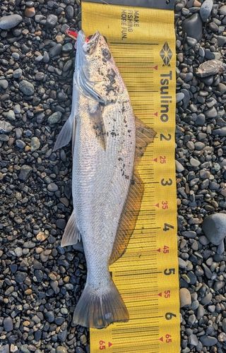 オオニベの釣果