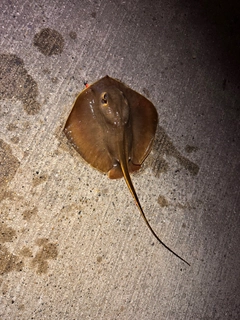 エイの釣果