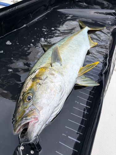 ヒラマサの釣果