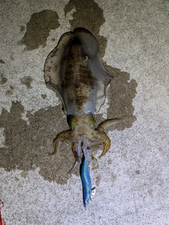 アオリイカの釣果