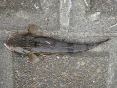 マゴチの釣果