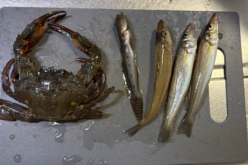 シロギスの釣果