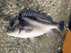 コショウダイの釣果