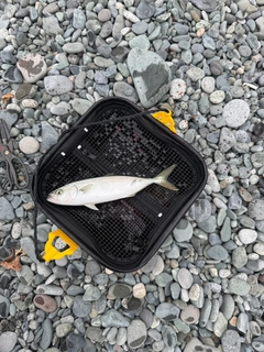 ワカシの釣果