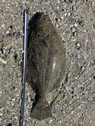 ヒラメの釣果