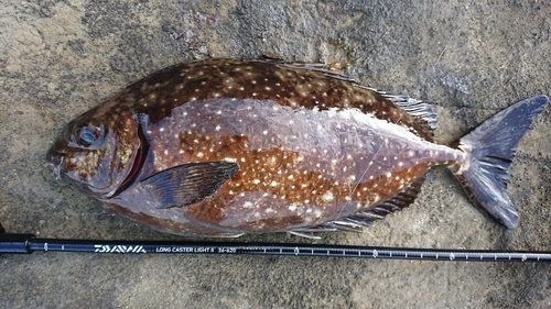 アイゴの釣果