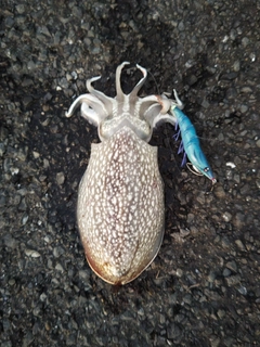シリヤケイカの釣果