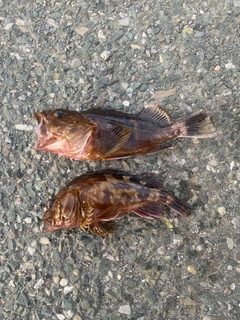 カサゴの釣果
