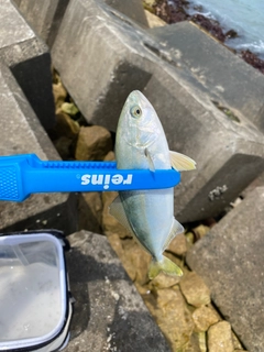 ワカシの釣果