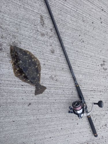 ヒラメの釣果