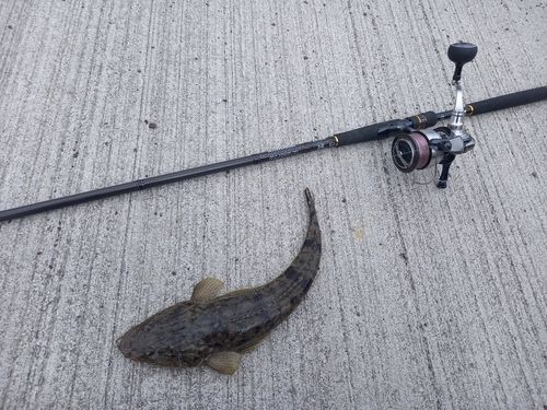 マゴチの釣果