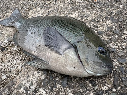 クチブトグレの釣果