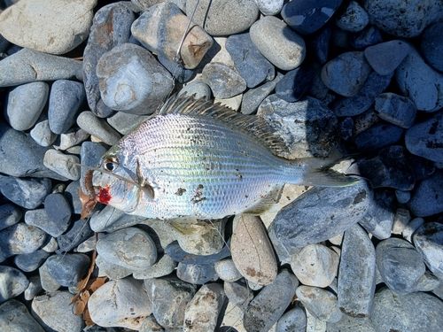 ヘダイの釣果