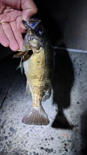 クロメバルの釣果