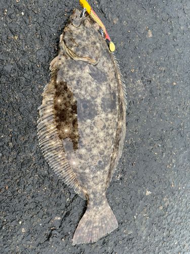 ヒラメの釣果