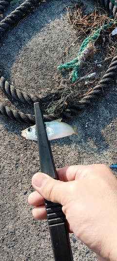 サッパの釣果