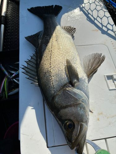 セイゴ（ヒラスズキ）の釣果