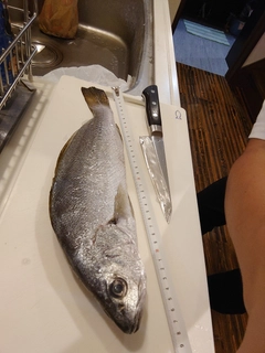 ニベの釣果