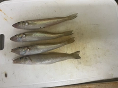 キスの釣果