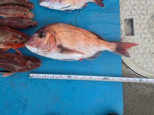 マダイの釣果