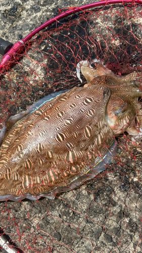 モンゴウイカの釣果