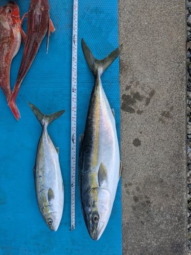 ワラサの釣果