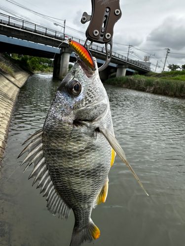 キビレの釣果