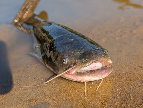 ナマズの釣果