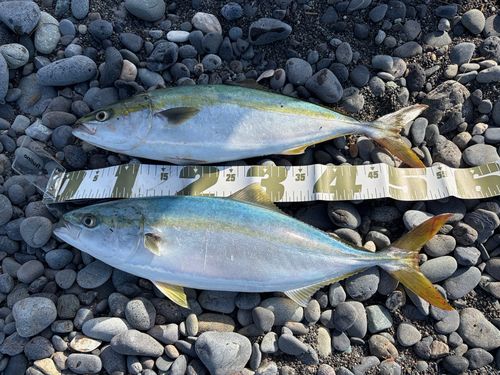 イナダの釣果