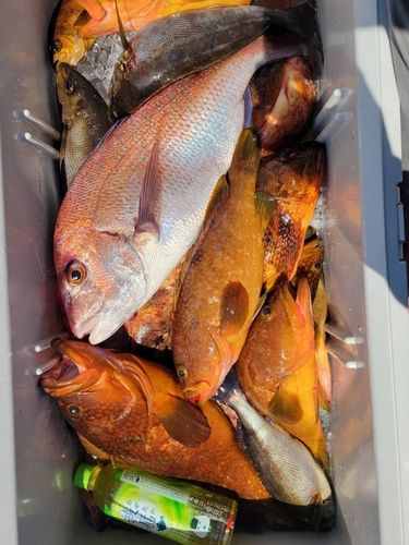 マダイの釣果