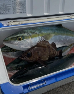 ワラサの釣果