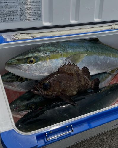 ワラサの釣果