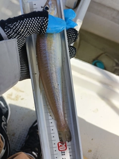 キスの釣果