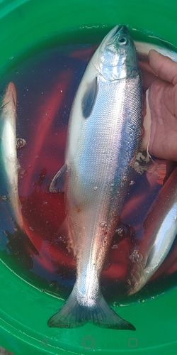 チップの釣果