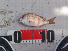 チダイの釣果