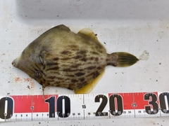 カワハギの釣果