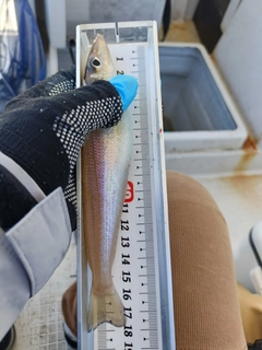 キスの釣果