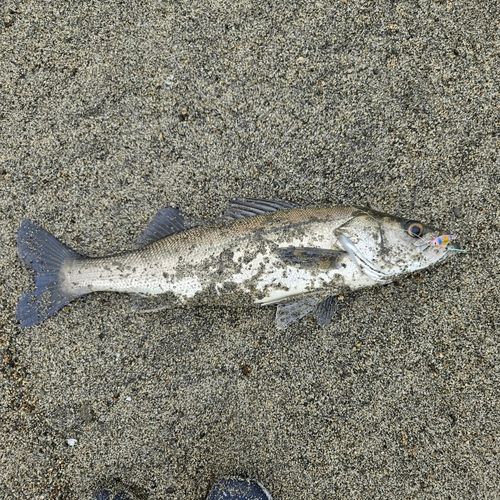 スズキの釣果