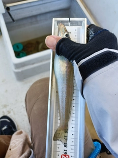 キスの釣果
