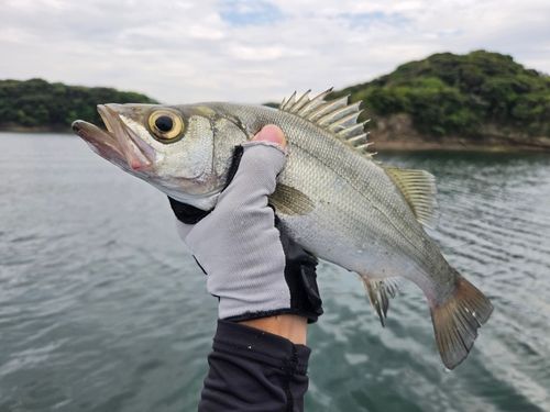ヒラスズキの釣果