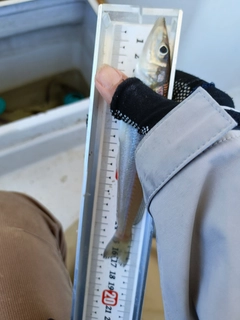 キスの釣果
