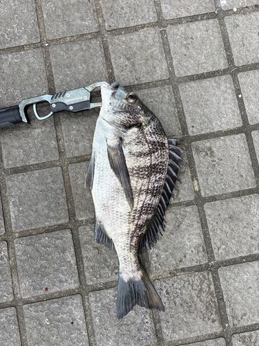 クロダイの釣果