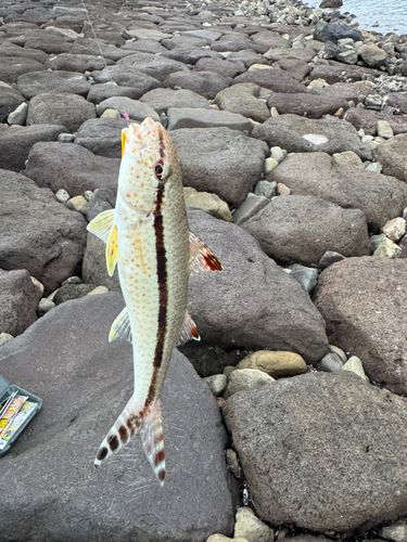 ヨメヒメジの釣果