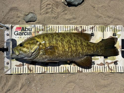 スモールマウスバスの釣果
