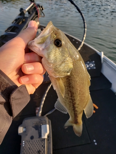 ラージマウスバスの釣果