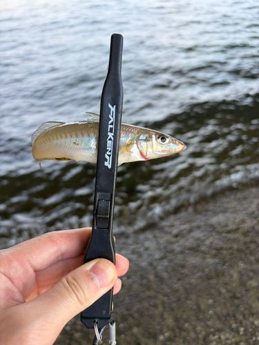 キスの釣果