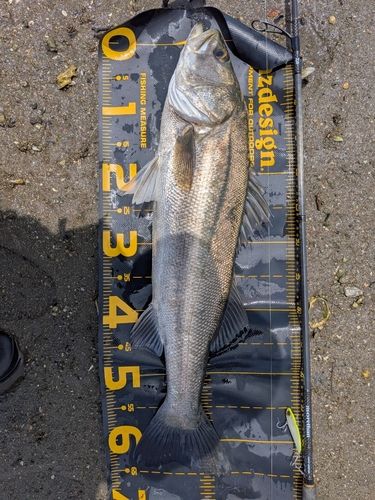 シーバスの釣果
