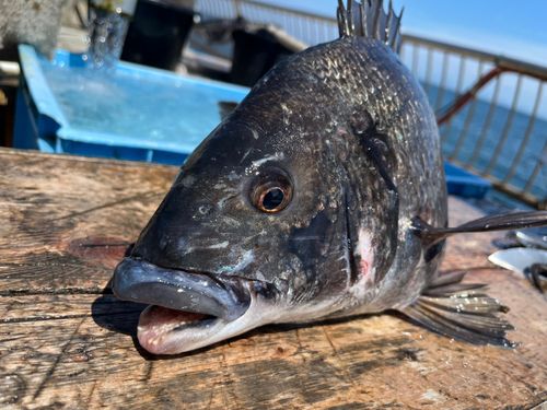 チヌの釣果