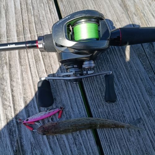 エソの釣果